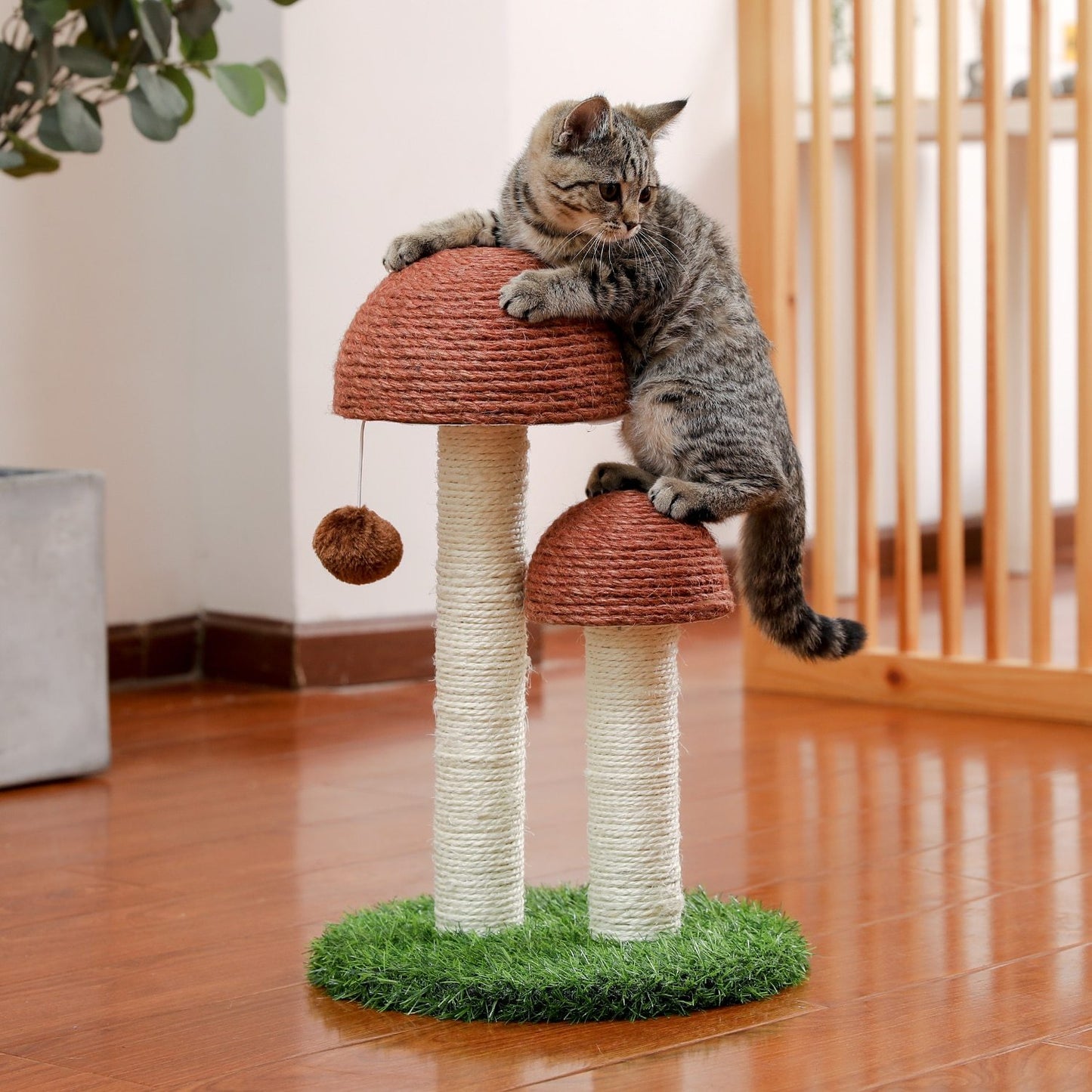 Arbre à chat cactus