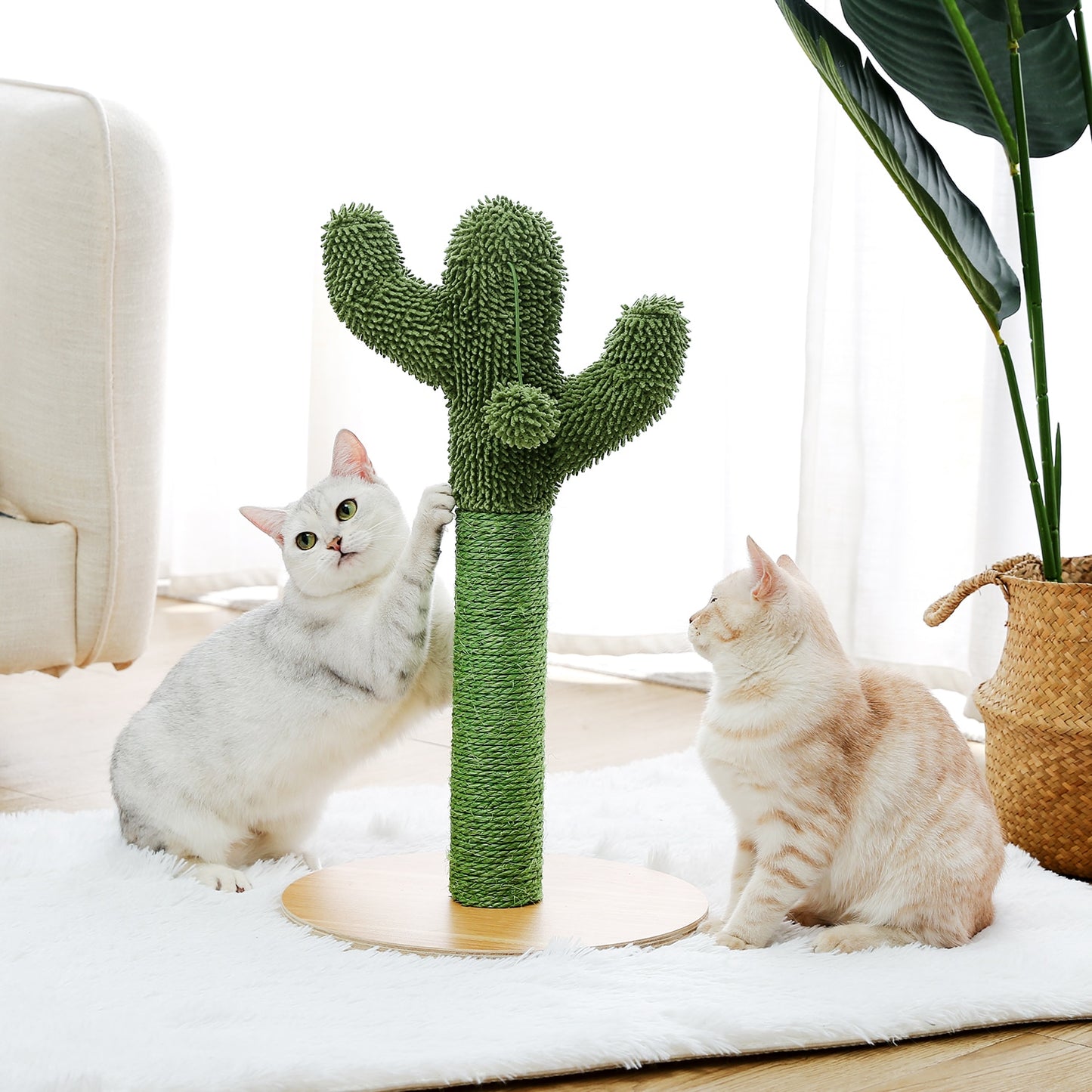 Arbre à chat cactus et hamac